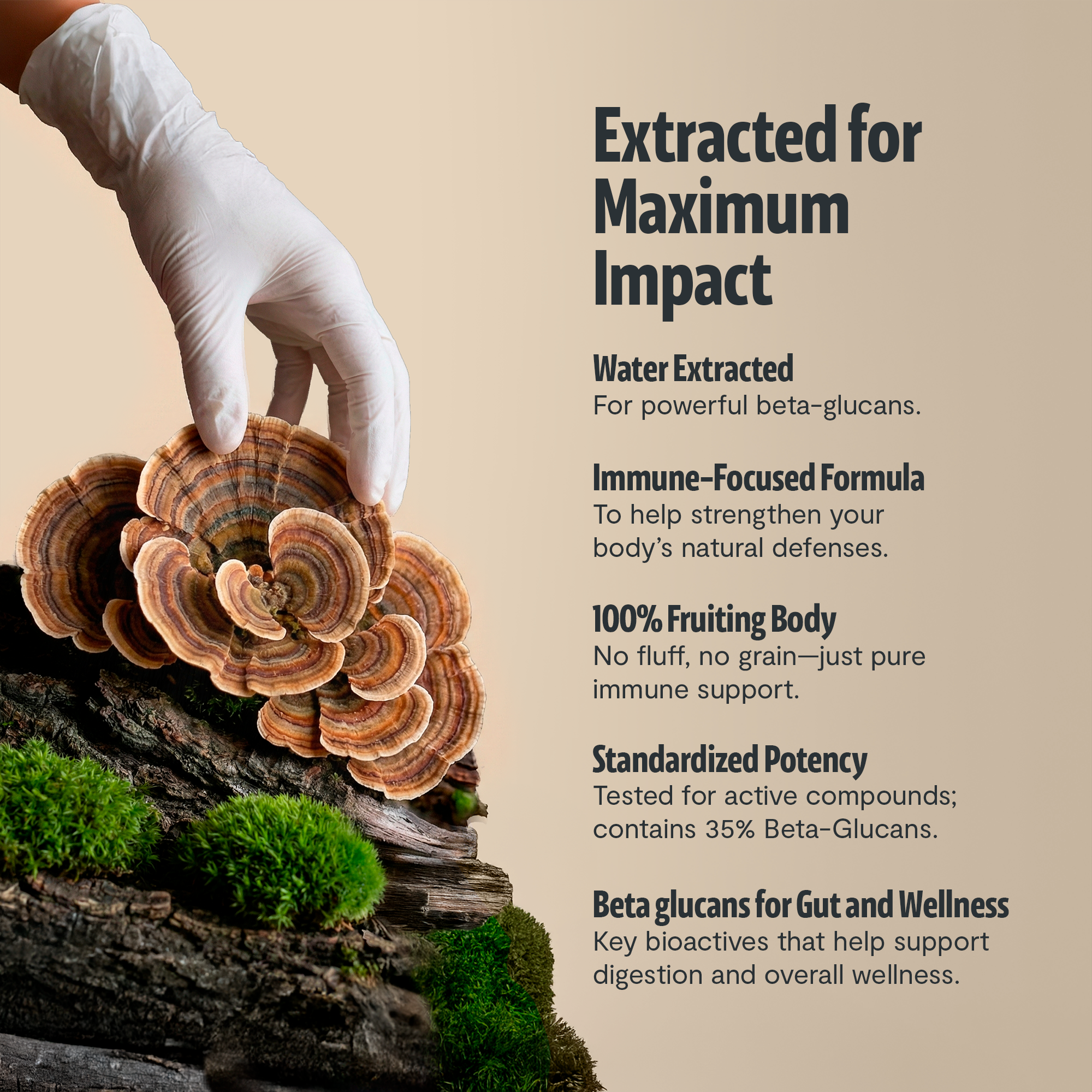 Turkey Tail Mushroom Extract Capsules by FreshCap Mushrooms