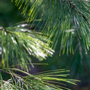 White Pine Needle Elixir by Try-Blue