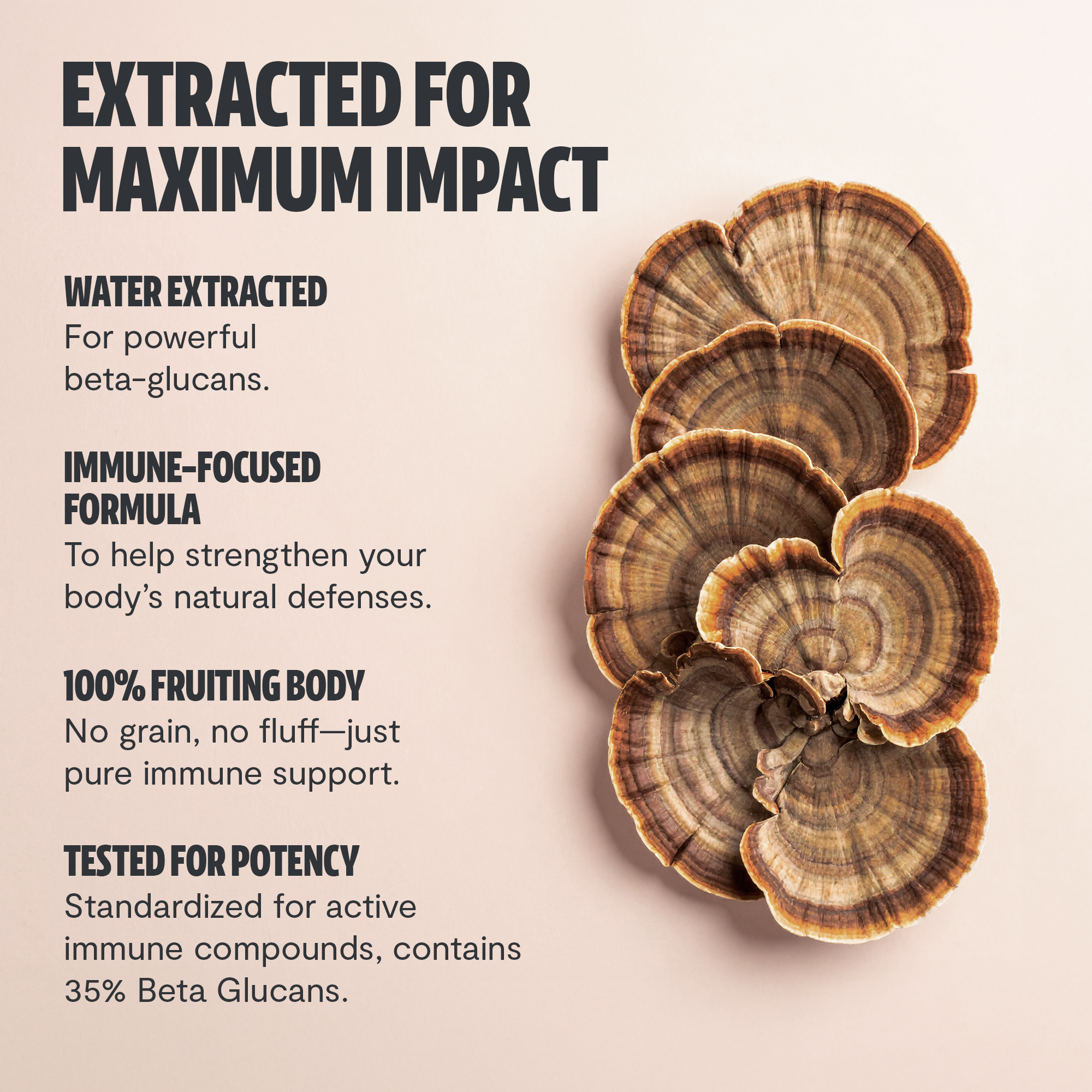 Turkey Tail Mushroom Extract Capsules by FreshCap Mushrooms